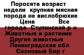 Поросята возраст 4 недели, крупная мясная порода(не вислобрюхие ) › Цена ­ 4 000 - Все города, Ступинский р-н Животные и растения » Другие животные   . Ленинградская обл.,Сосновый Бор г.